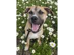 Adopt Tito Rico a Black Mouth Cur / Mixed dog in Rockaway, NJ (41495481)