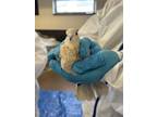 Adopt Esther(1) a Dove bird in Kelowna, BC (41511470)