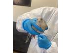 Adopt Florence(2) a Dove bird in Kelowna, BC (41511469)