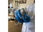 Adopt Darcy(4) a Dove bird in Kelowna, BC (41511467)