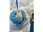 Adopt Eggbert(5) a Dove bird in Kelowna, BC (41511466)