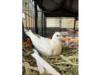 Adopt Poppins (7) a Dove bird in Kelowna, BC (41511464)