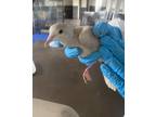 Adopt Edith(8) a Dove bird in Kelowna, BC (41511463)