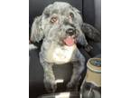 Adopt Lucy a Brindle Poodle (Miniature) / Havanese / Mixed dog in Eugene