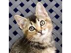 Adopt Twinkie a Domestic Shorthair / Mixed cat in Fort Davis, TX (41540864)