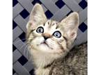 Adopt Scarlett a Domestic Shorthair / Mixed cat in Fort Davis, TX (41540863)