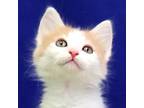Adopt Gere a Domestic Shorthair / Mixed cat in Fort Davis, TX (41540862)