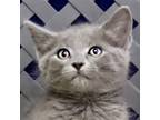 Adopt Miley a Domestic Shorthair / Mixed cat in Fort Davis, TX (41540855)