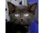 Adopt Tyra a Domestic Shorthair / Mixed cat in Fort Davis, TX (41540849)