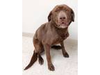 Adopt Daisy a Labrador Retriever / Mixed dog in Neillsville, WI (41540888)