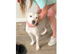 Adopt Honey a White - with Brown or Chocolate American Pit Bull Terrier / Mixed