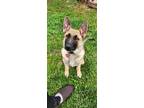Adopt Pasha a Black - with Tan, Yellow or Fawn German Shepherd Dog / Mixed dog