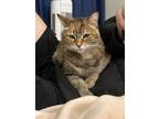 Adopt Miss Aggie (Aggie) a Brown Tabby Domestic Mediumhair / Mixed (medium coat)
