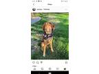 Adopt Mikey a Red/Golden/Orange/Chestnut Bloodhound / Mixed dog in Puyallup