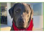 Adopt Dude a Gray/Blue/Silver/Salt & Pepper Labrador Retriever / Mixed dog in Ft