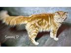 Adopt Sunny D a Orange or Red Tabby Domestic Mediumhair (medium coat) cat in
