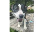 Adopt Goofy (fka Buddy) a Tricolor (Tan/Brown & Black & White) Boxer / Mixed dog