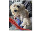 Adopt COH Zion a White Lhasa Apso / Mixed dog in Inglewood, CA (41540766)