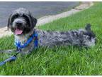 Adopt Stella a Schnauzer (Standard) / Mixed Breed (Medium) / Mixed dog in