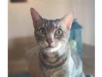 Adopt Lulu (& Lily) [CP] a Gray, Blue or Silver Tabby Domestic Shorthair / Mixed