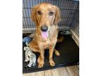 Adopt RayRay a Red/Golden/Orange/Chestnut Golden Retriever / Mixed dog in