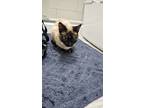Adopt Samantha a Tan or Fawn Siamese / Mixed (short coat) cat in Whittier
