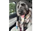 Adopt Pal a Black - with Gray or Silver Labrador Retriever / Schnauzer (Giant) /