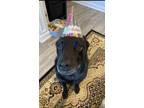 Adopt Jet a Black German Shepherd Dog / Chow Chow / Mixed dog in San Antonio