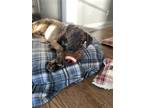 Adopt Jax a Brindle Plott Hound / Hound (Unknown Type) / Mixed dog in