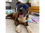 Adopt Maddie Ark a Brindle American Staffordshire Terrier dog in Provo