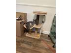Adopt Ollie a Gray, Blue or Silver Tabby American Shorthair / Mixed (short coat)