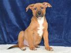 Adopt A602944 a Tan/Yellow/Fawn German Shepherd Dog / Mixed dog in Oroville