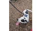 Adopt Archie a White - with Black Australian Shepherd / Mixed dog in Anchorage