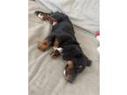 Adopt Sirius - So Ca a Black - with White Dachshund / Mixed dog in Los Angeles