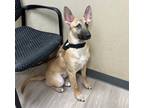 Adopt Thunder a German Shepherd Dog / Mixed dog in Oceanside, CA (41540360)