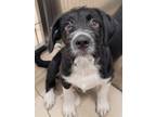 Adopt GUS a Black Labrador Retriever / Mixed dog in Fairbanks, AK (41539513)