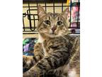 Adopt Trevor a Tan or Fawn Tabby Domestic Shorthair / Mixed (short coat) cat in