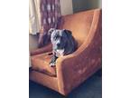 Adopt Demi a Black - with White Mutt / American Pit Bull Terrier / Mixed dog in