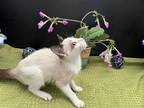 Adopt Java a Siamese / Mixed (short coat) cat in Fayetteville, GA (41539967)
