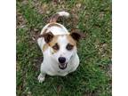 Adopt ANNIE a Tricolor (Tan/Brown & Black & White) Jack Russell Terrier dog in