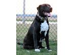 Adopt Bear a Brindle - with White Labrador Retriever / Mixed dog in Bloomington