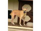 Adopt Jewel a Tan/Yellow/Fawn German Shepherd Dog / Mixed dog in GRANBURY