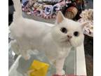 Adopt Queenie (Persian) a White Persian (long coat) cat in Fairfax