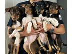 Adopt "VICKIE'S PUPPIES" a White - with Brown or Chocolate Jack Russell Terrier