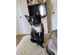 Adopt Kittens! Stevie, Marla, Debbie, Sheila, Aliesha a Calico or Dilute Calico