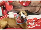 Adopt MISO a Brown/Chocolate Boxer / Mixed dog in Diamond Springs, CA (41540275)