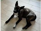 Adopt Mercy a Black - with White Husky / American Pit Bull Terrier / Mixed dog