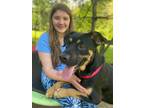 Adopt Jester a Black Rottweiler / Retriever (Unknown Type) / Mixed dog in Lewis