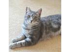 Adopt Dovey a Gray, Blue or Silver Tabby Domestic Shorthair cat in Buhl