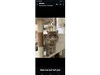 Adopt Bradley a Persian cat in Annapolis, MD (41540390)
